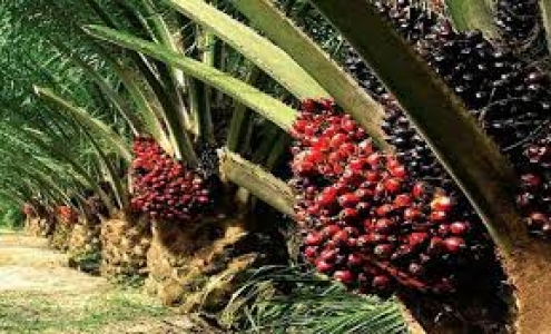 Pasar Global Berebut 6 Turunan Sawit dari Riau